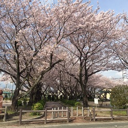 小坂井中央公園ソメイヨシノの景色