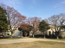 桜ヶ丘公園淡墨桜の景色