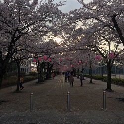 豊川公園桜トンネルの景色