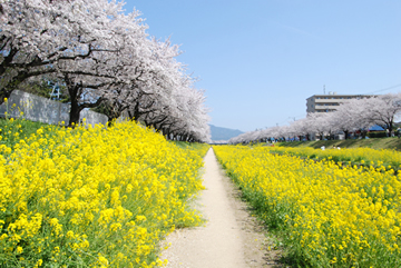佐奈川沿いの桜と菜の花