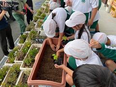長方形の鉢にゴーヤの苗を植えている生徒たちの写真