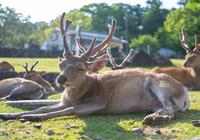 奈良公園の鹿がくつろいでいる様子の写真