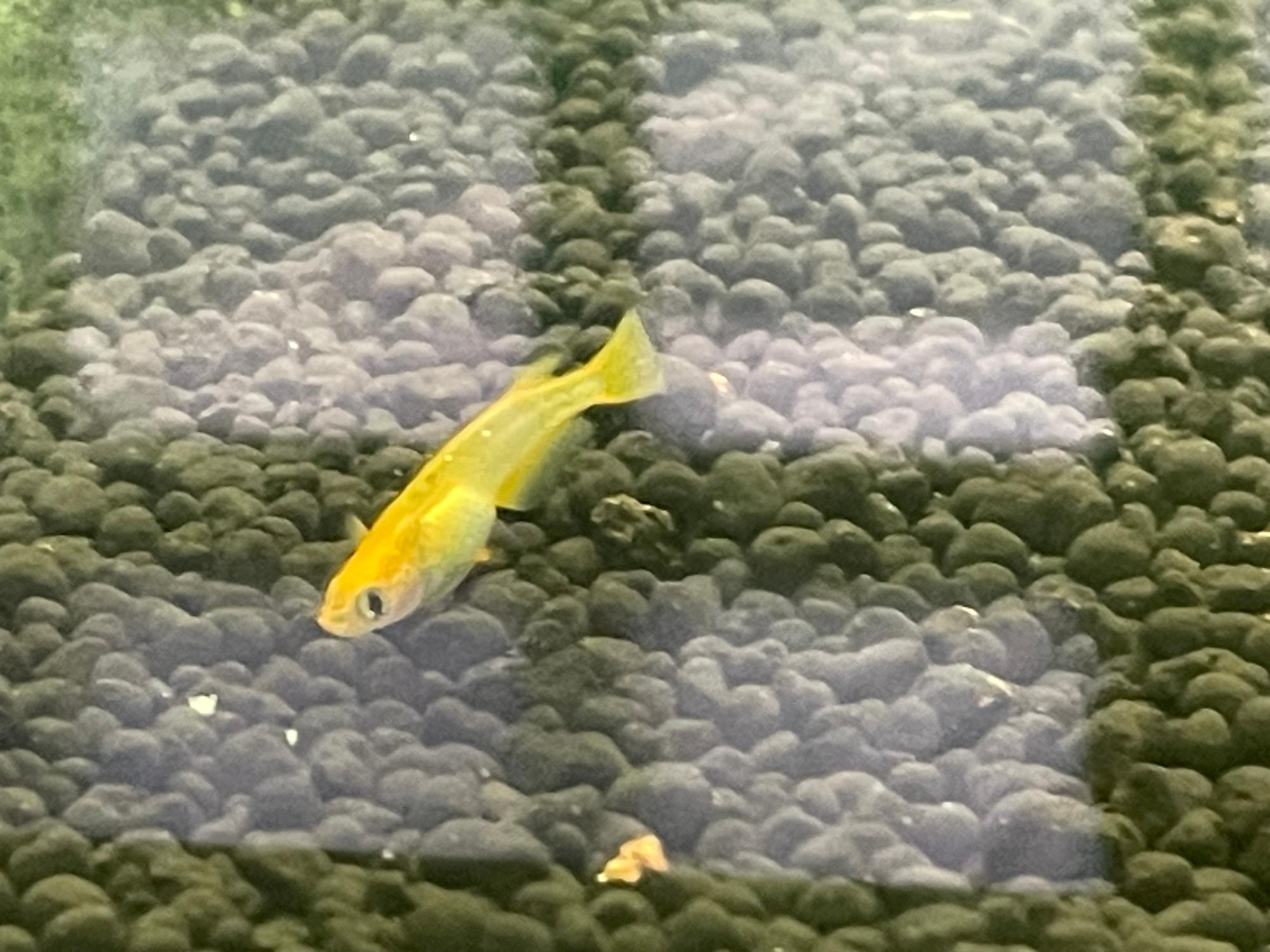 メダカ