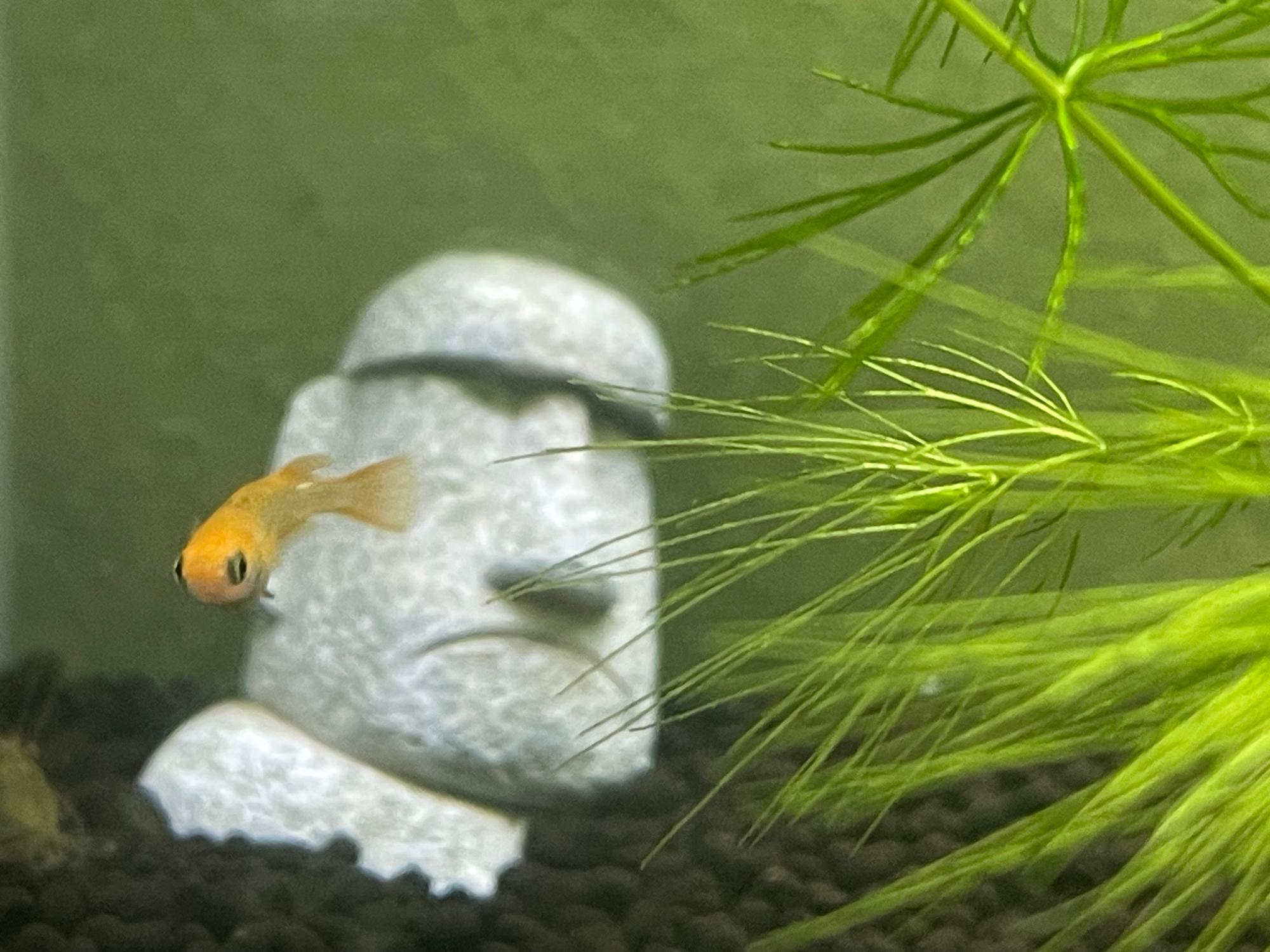 モアイとメダカ