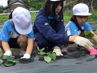 6年生が1年生たちにサツマイモのつるの植え方を教えている写真