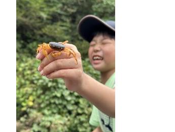 サワガニがいました