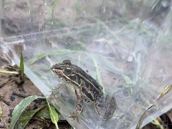 トノサマガエル