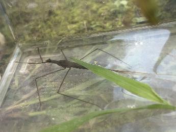 非常に珍しくなったミズカマキリ