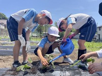 植えたサツマイモのつるに水をあげている生徒たちの写真