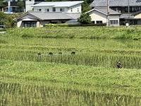 田植え後の水田を泳いでいるカルガモたちの写真