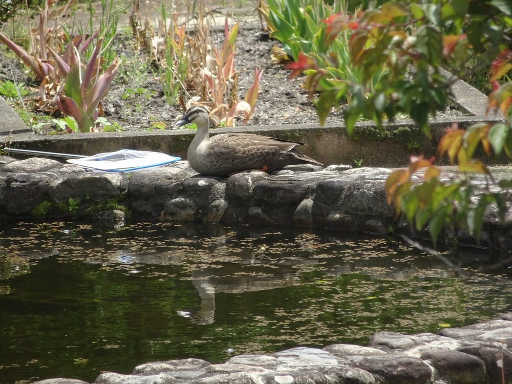 学校のひょうたん池の縁に座っているカルガモの写真