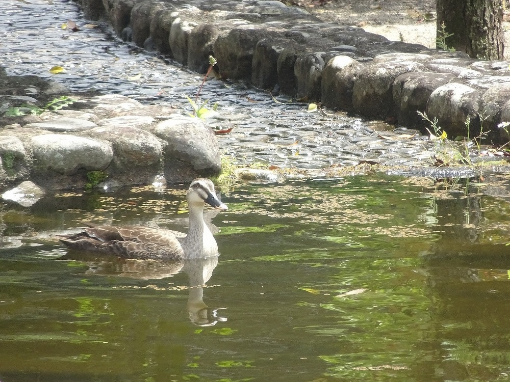 ひょうたん池を優雅に泳いでいるカルガモの写真