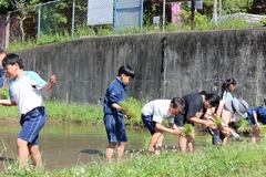 転ばないように気をつけながら作業する5年生の写真