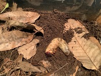 ケースの中で育てているカブトムシの幼虫の写真