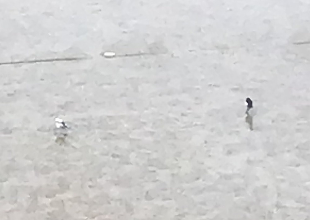ひょうたん池に現れたアルビノのセグロセキレイの写真