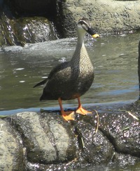堰堤の段を降りる可愛らしいカルガモの写真