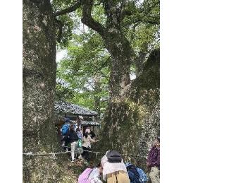 杉森神社の大クスも観察します。樹齢は千年以上です