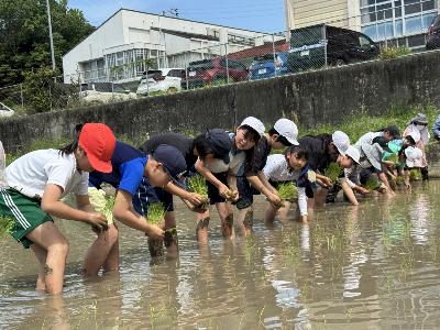 紐の印に合わせ植えていきます