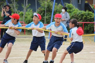 萩小綱引き合戦ぽんぽこ(5色綱引き)