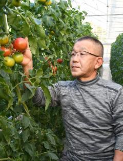 男性が温室内で栽培しているトマトを手に取って確認している写真