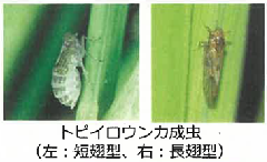 丸みを帯びた白い体を持つトビイロウンカの短翅型の成虫の写真と、褐色で細長い体を持つトビイロウンカの長翅型の成虫の写真