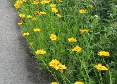 道路脇花を咲かせ生い茂っている黄色い花の写真