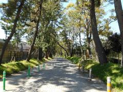 現県道長沢国府線の並木が育つ土手部分を含めた道路敷にある御油のマツ並木の写真
