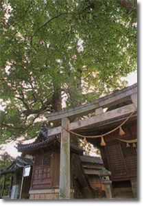 本殿を抱きかかえるように茂るクスノキが写る関川神社の写真