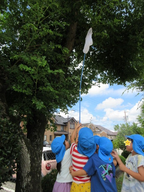 セミとりの写真