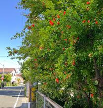 朱色の小ぶりな花が咲いているザクロの木の写真