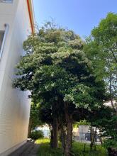 淡い白い花が咲いているサンゴジュの木の写真