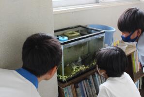 児童たちが水槽を眺めている写真