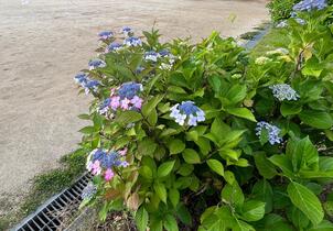 排水溝の近くのアジサイの写真