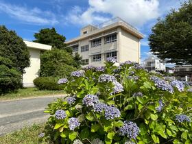 青空の下で咲いているアジサイの花の写真