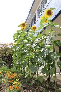 建物を背に青空の下で大きく伸びて咲き誇っている数本のひまわりの写真