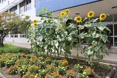 建物の前で大きく伸びた数本かのひまわりの写真