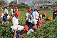 体操服姿で紅白帽を被った子どもたちが緑が茂った畑に手を伸ばしている写真