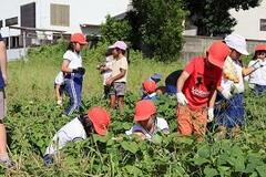 体操服姿で紅白帽を被った子どもたちが緑が茂った畑をしゃがんで見ている写真