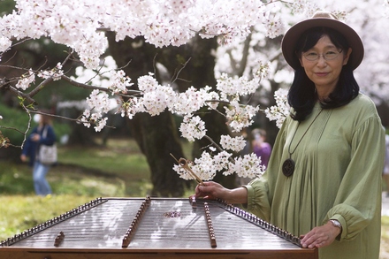 桜の下のハンマーダルシマー画像