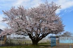 東部小校庭の桜（昨年度のもの）
