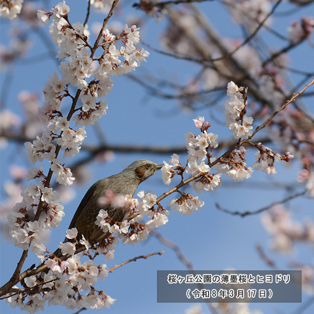 桜ヶ丘公園の薄墨桜とヒヨドリ