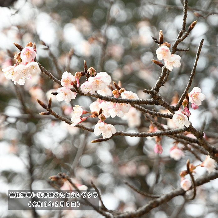 善住禅寺に咲き始めたヒカンザクラ