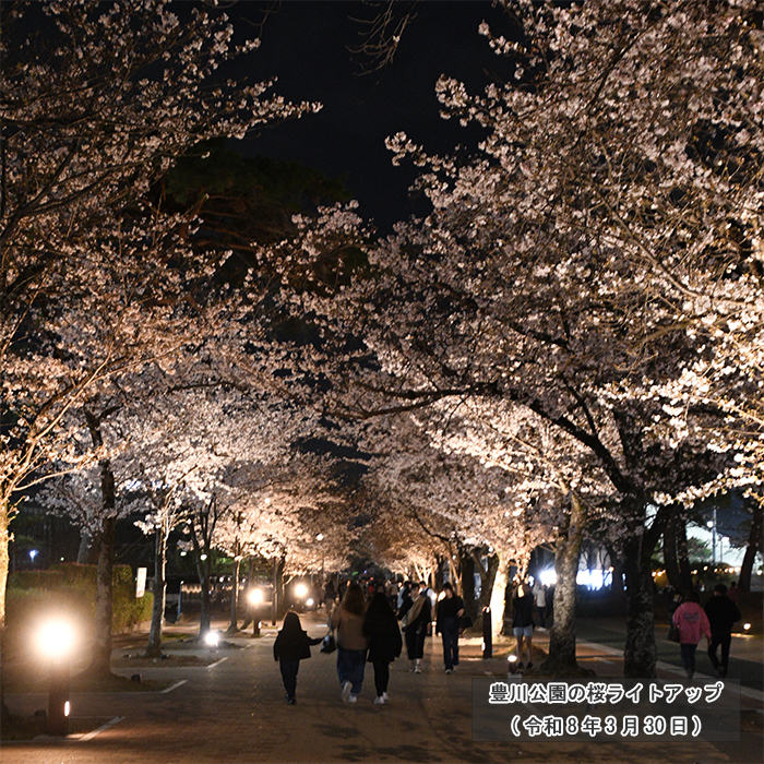 豊川公園の桜ライトアップ