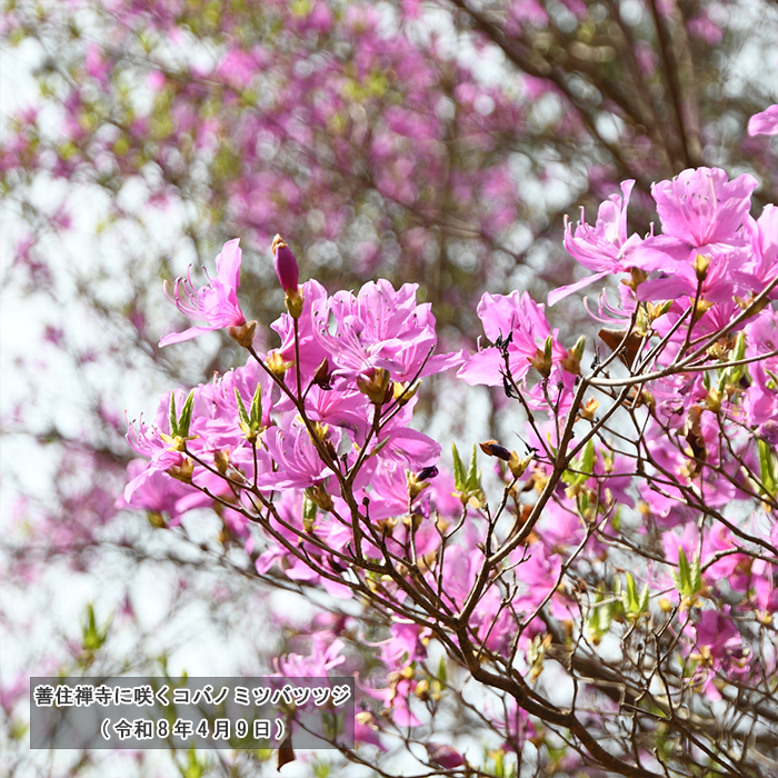 善住禅寺に咲くコバノミツバツツジ