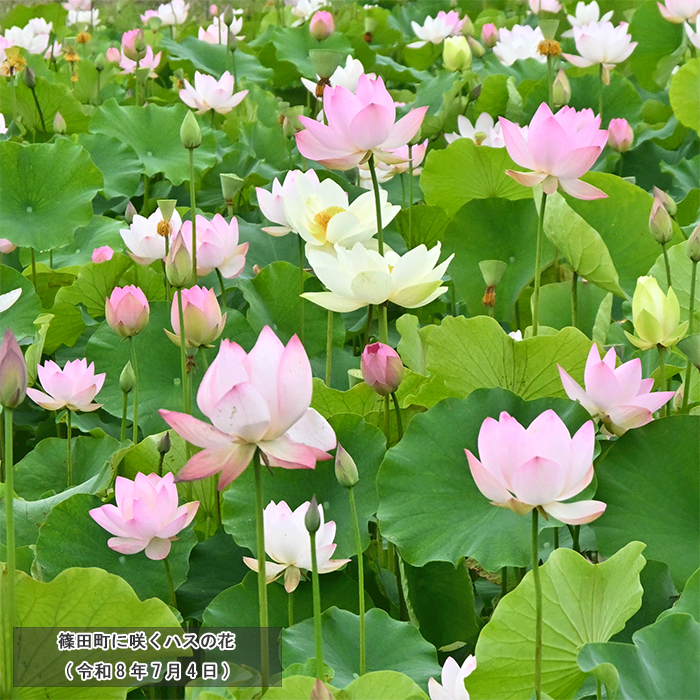 篠田町に咲くハスの花