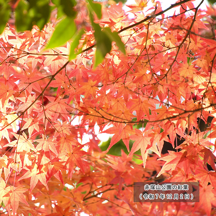 赤塚山公園の紅葉