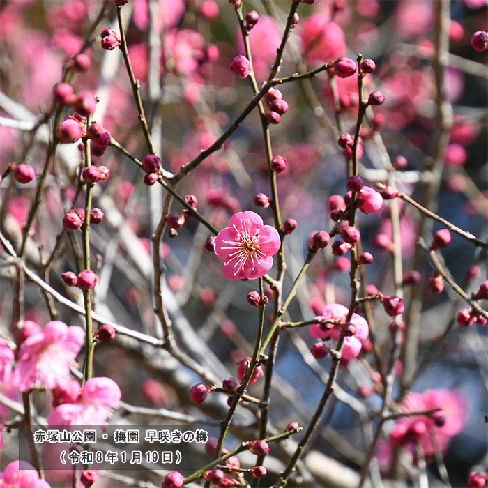 赤塚山公園・梅園 早咲きの梅
