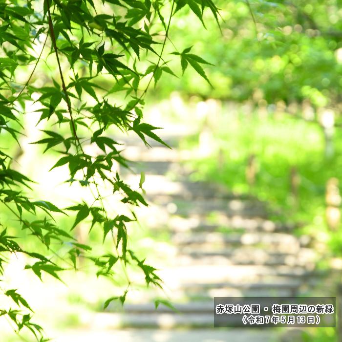 赤塚山公園・梅園周辺の新緑