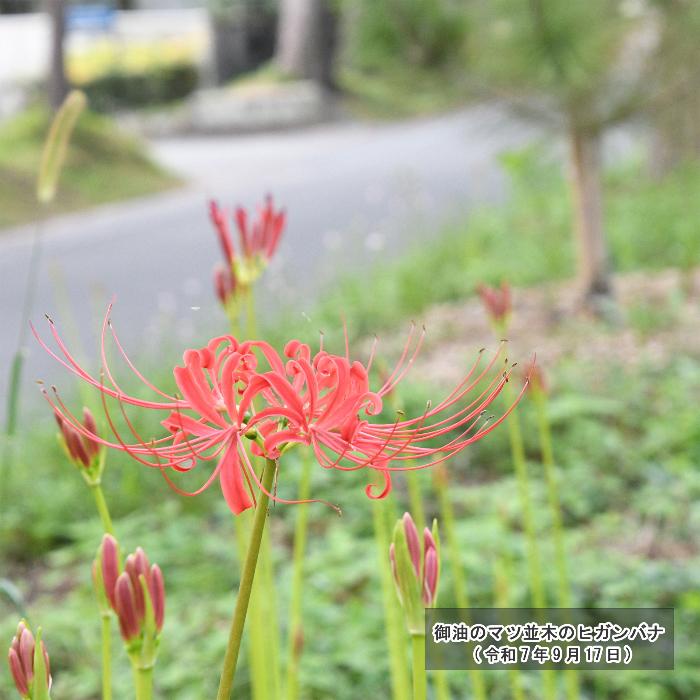 御油のマツ並木のヒガンバナ