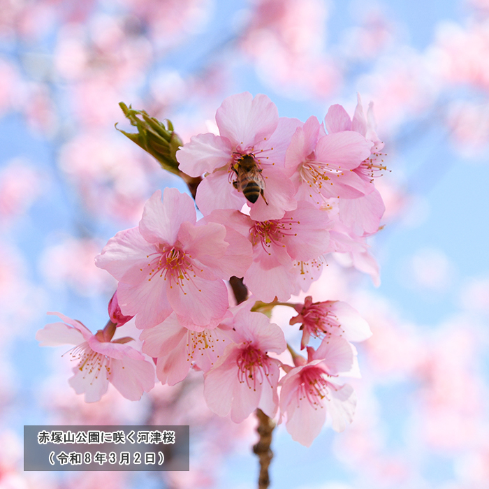 赤塚山公園に咲く河津桜